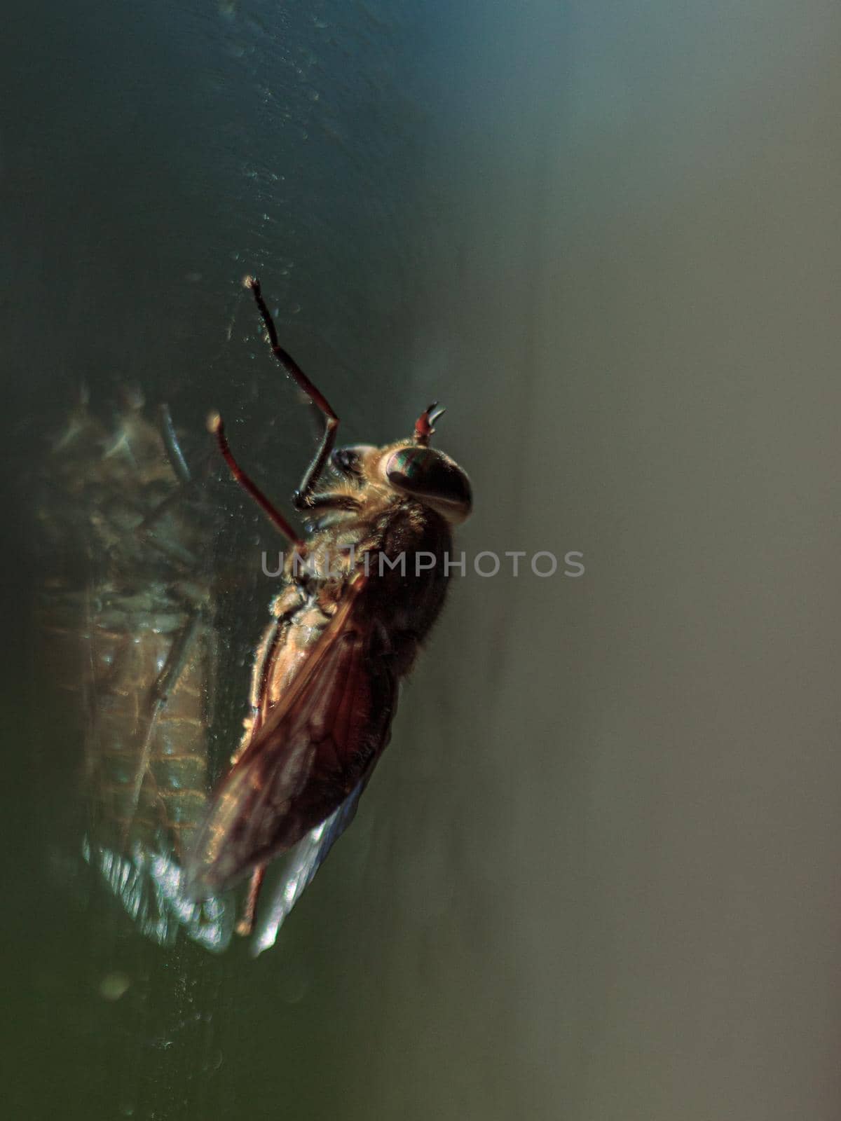 Fly sitting on window glass, colorful insect eyes