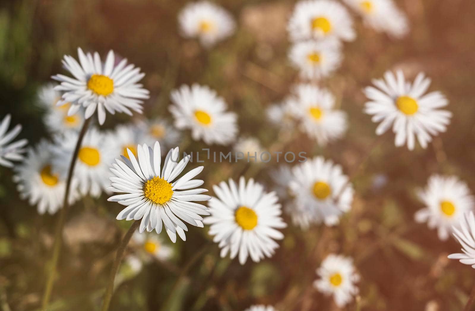 fresh daisies in the field sunset.