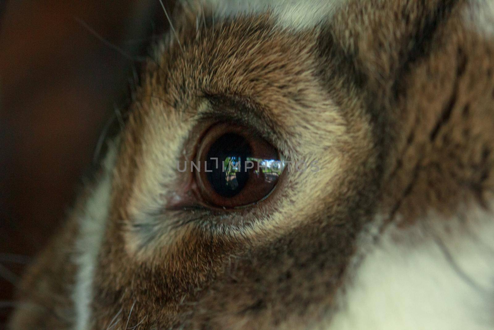 Brown fluffy farm animal rabbit eye by scudrinja
