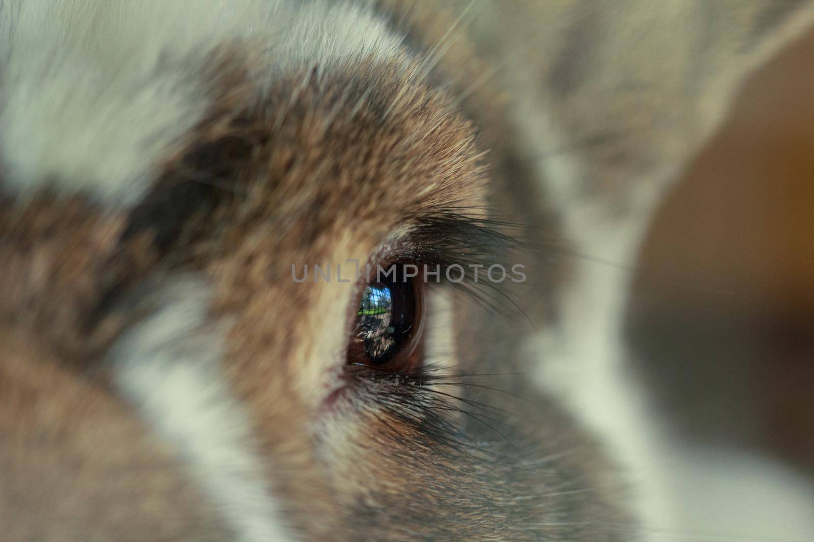 Brown fluffy farm rabbit eye and lashes close up