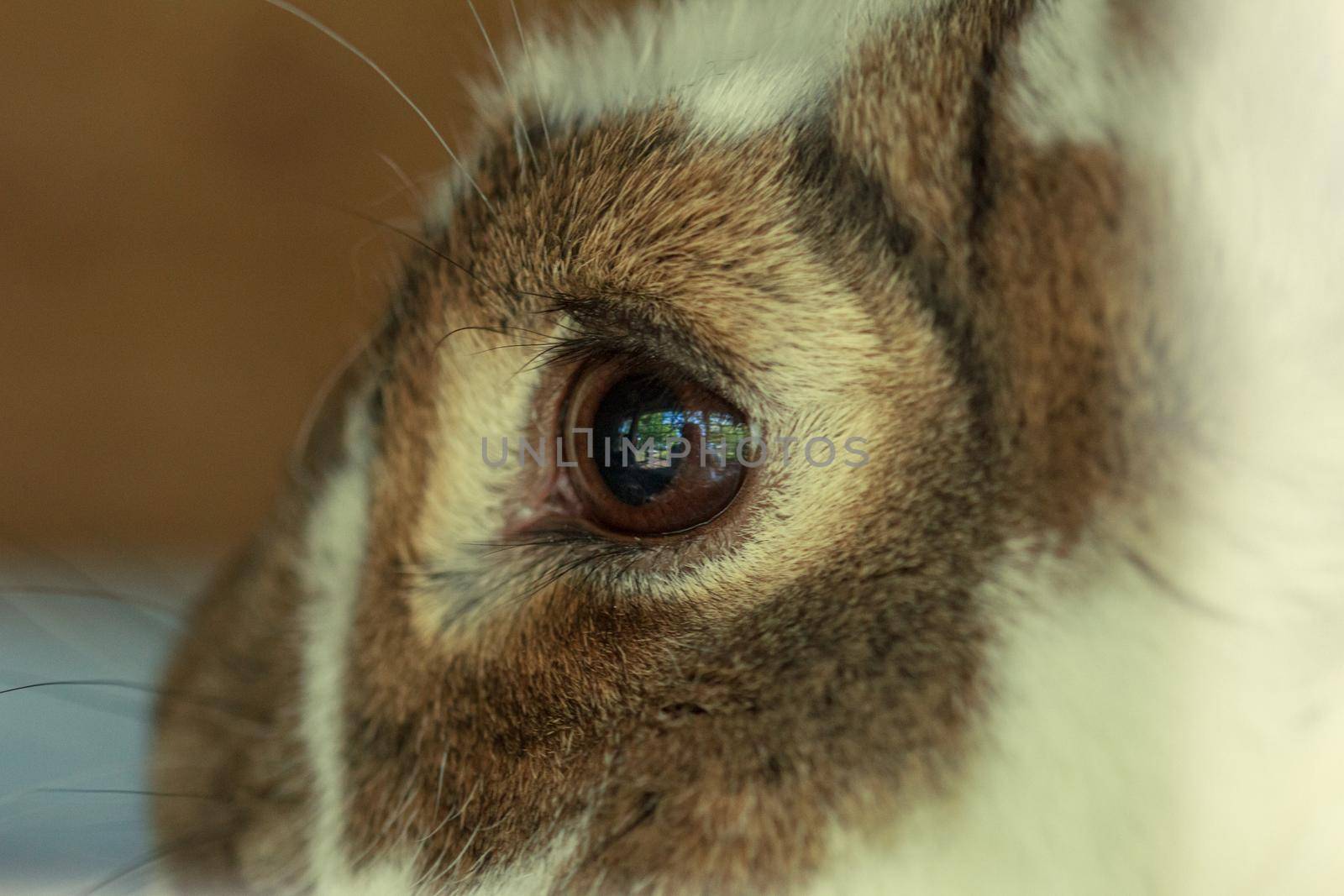 Brown fluffy farm animal rabbit eye by scudrinja