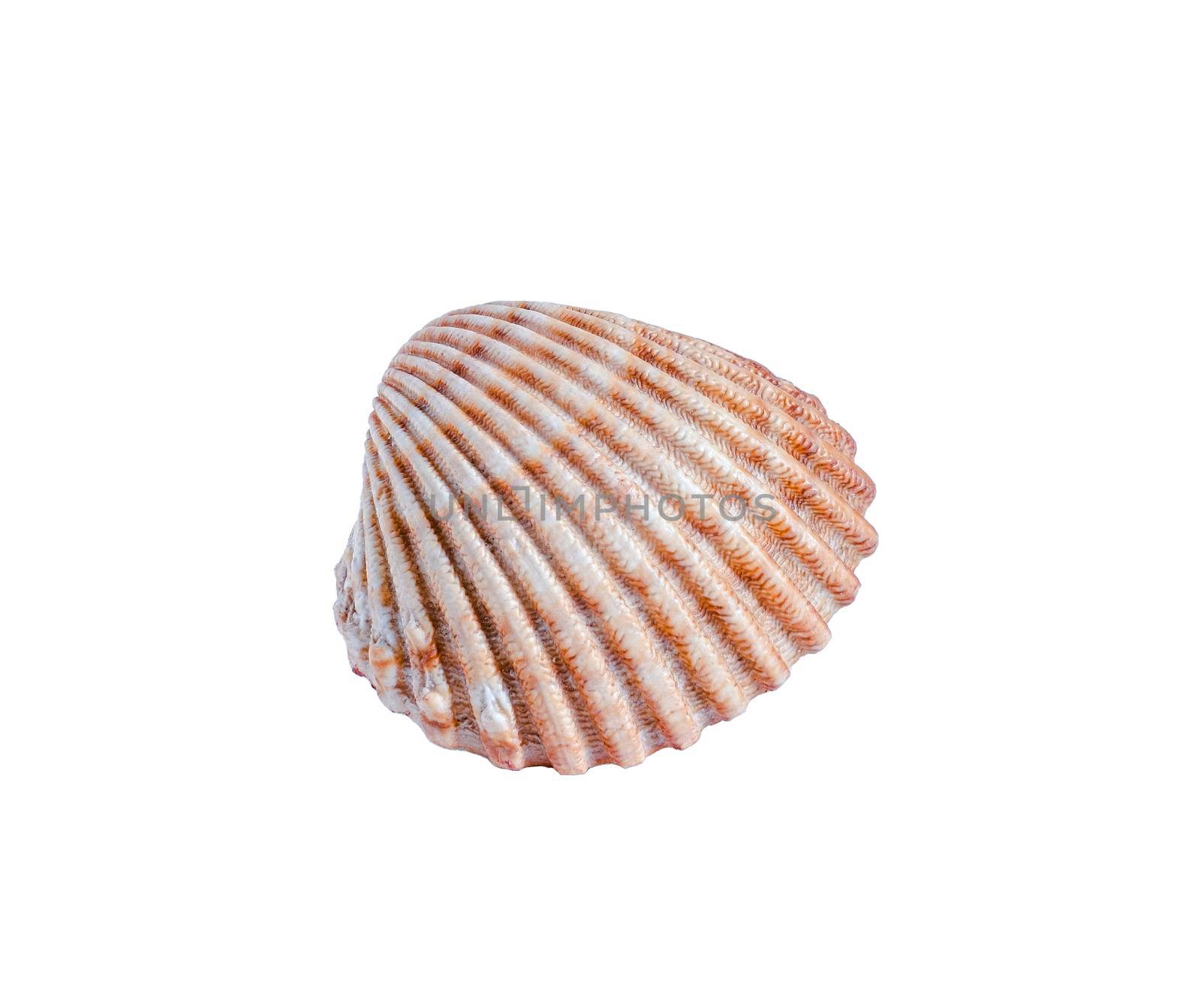 Seashell isolated on white background. Close-up view.