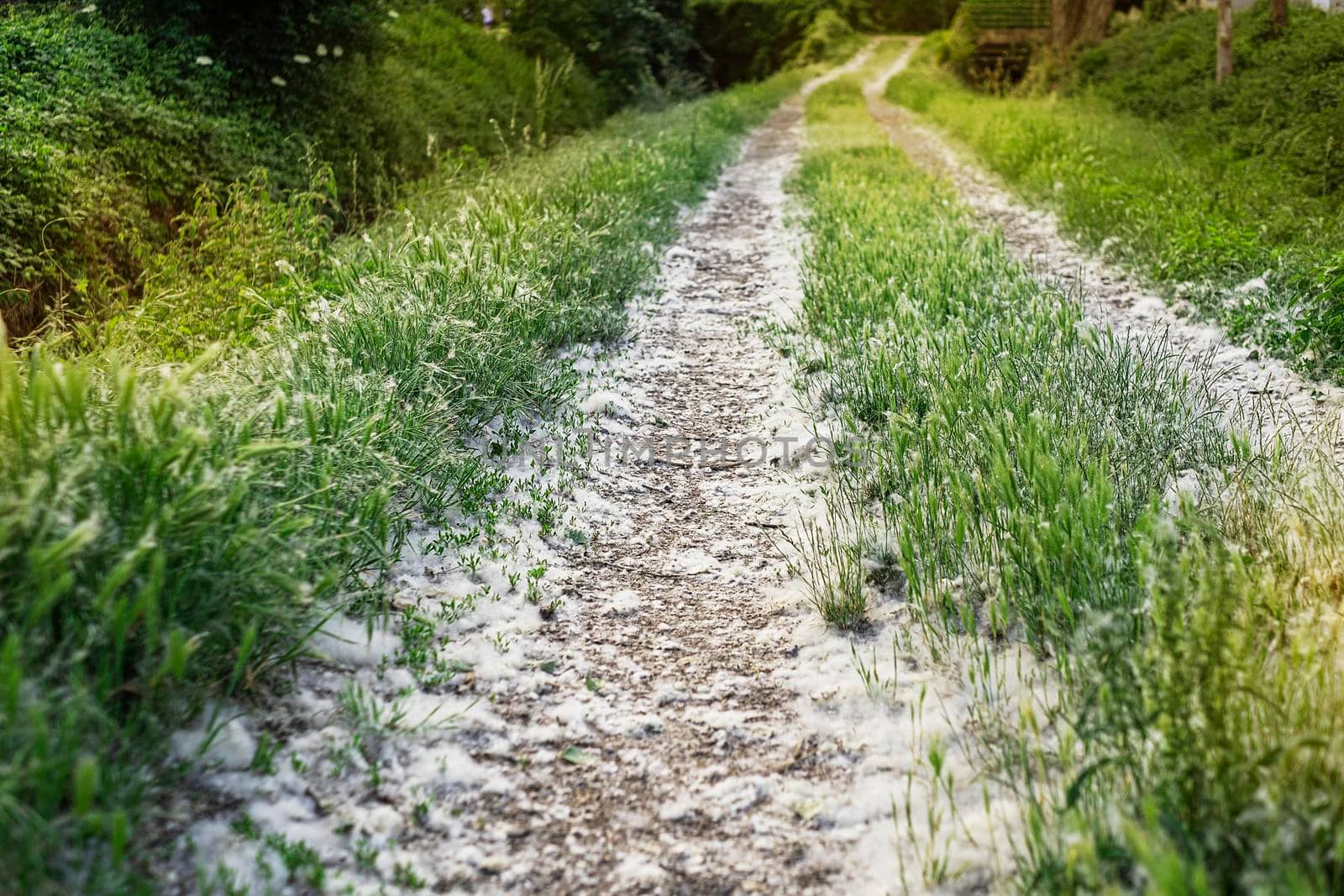 Pooh of poplar covered the ground, plants and grass in summer like white snow.