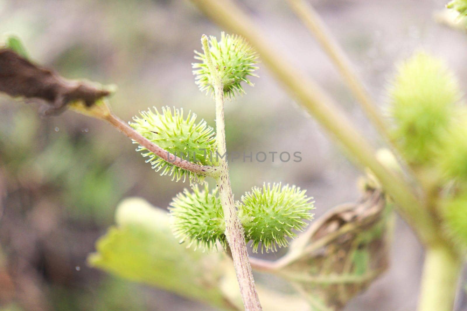 green colored beautiful flower with green leaf on garden