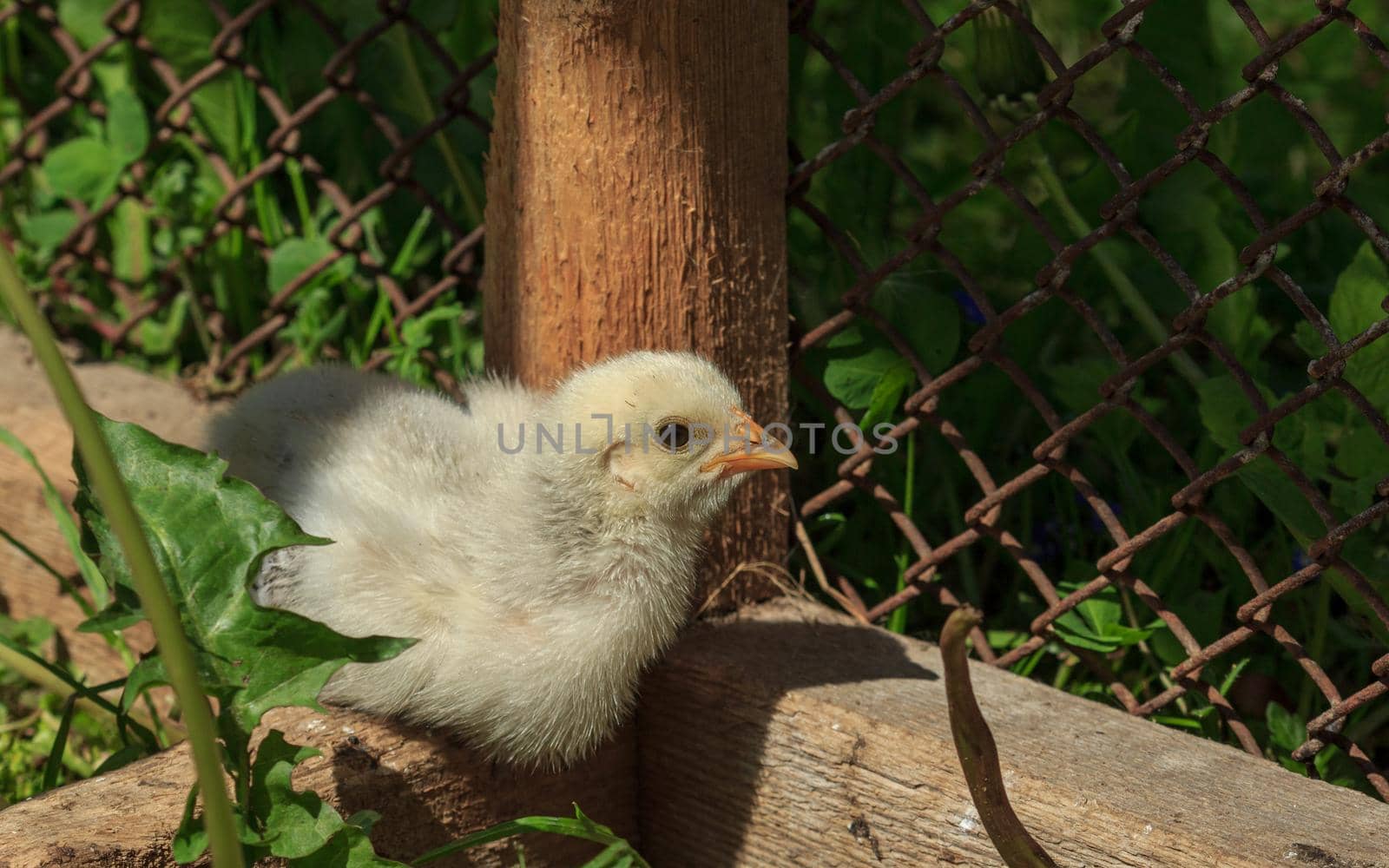 Yellow fluffy farm chicken bird baby chick sitting