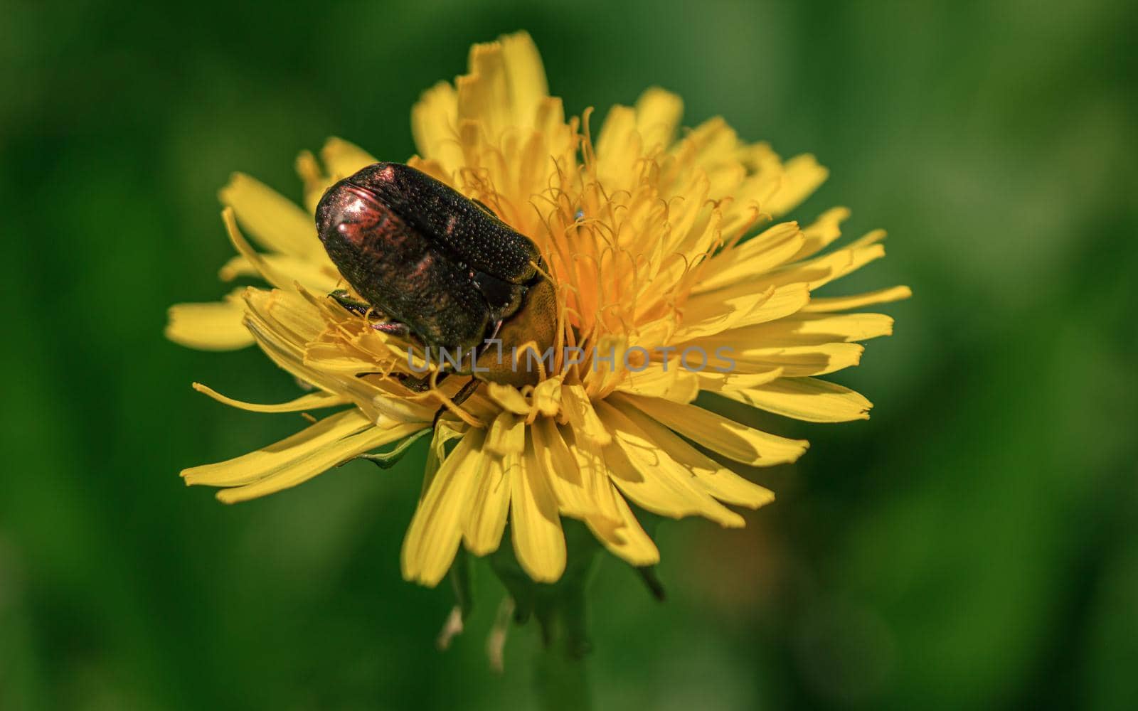 Brown bug cockchafer meal time, looking for pollen in yellow dandelion