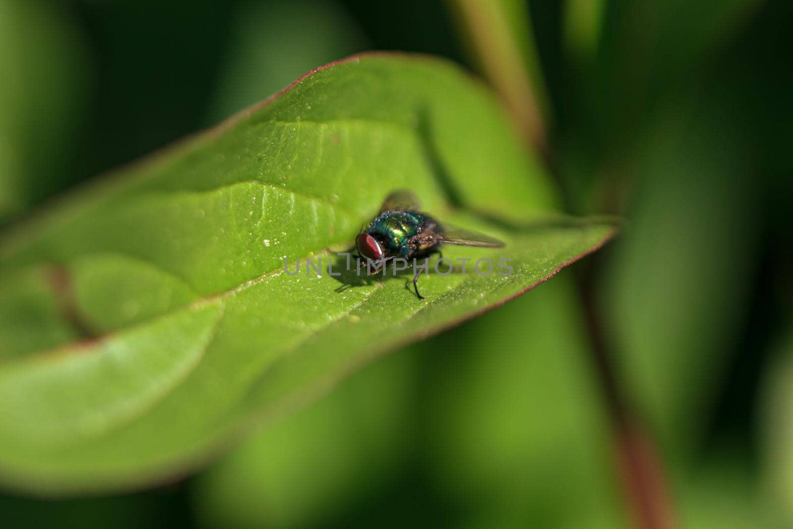 Green fly insect with red eyes on light plant leaf
