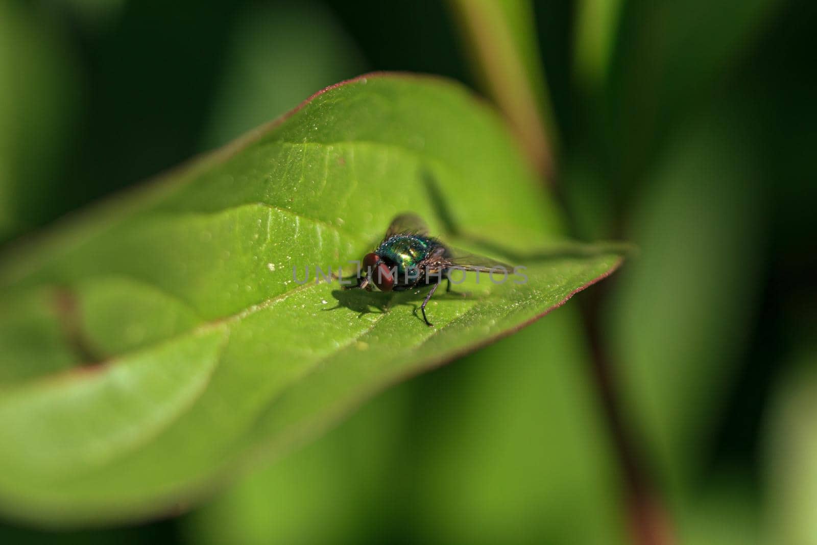 Green fly insect with red eyes on light plant leaf