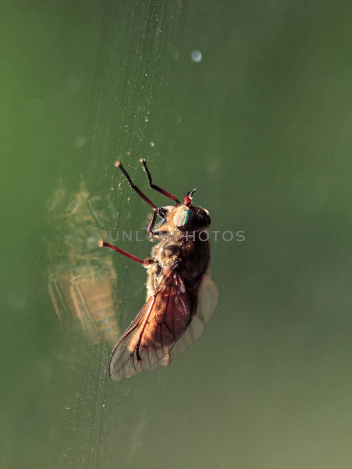 Fly sitting on window glass, colorful insect eyes