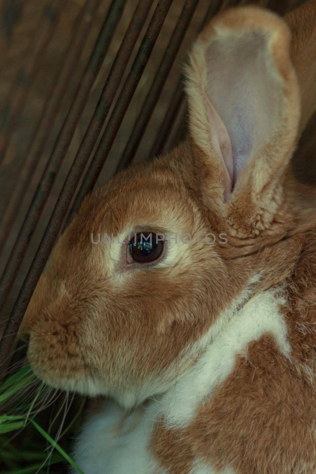 Brown farm rabbit girl in cage by scudrinja