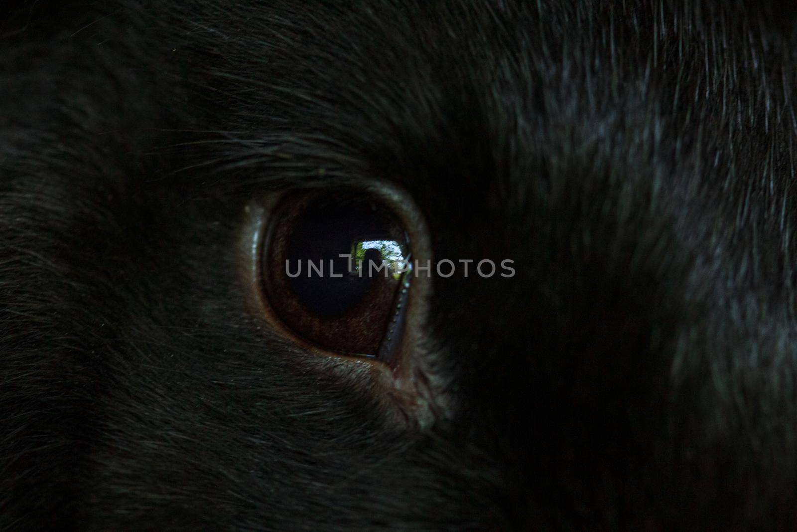 Black fluffy farm rabbit brown eye close up