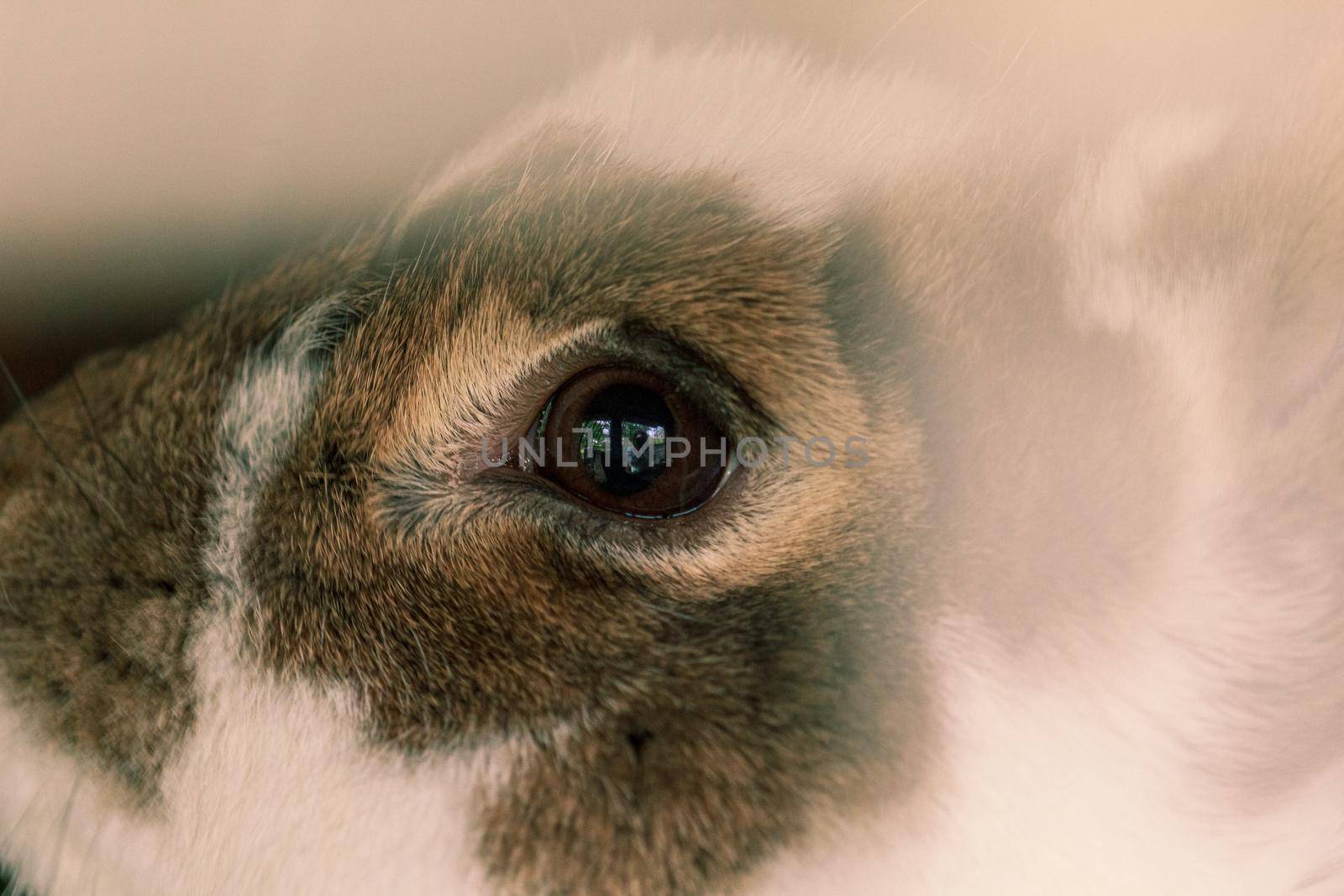 Fluffy farm animal rabbit boy eye by scudrinja