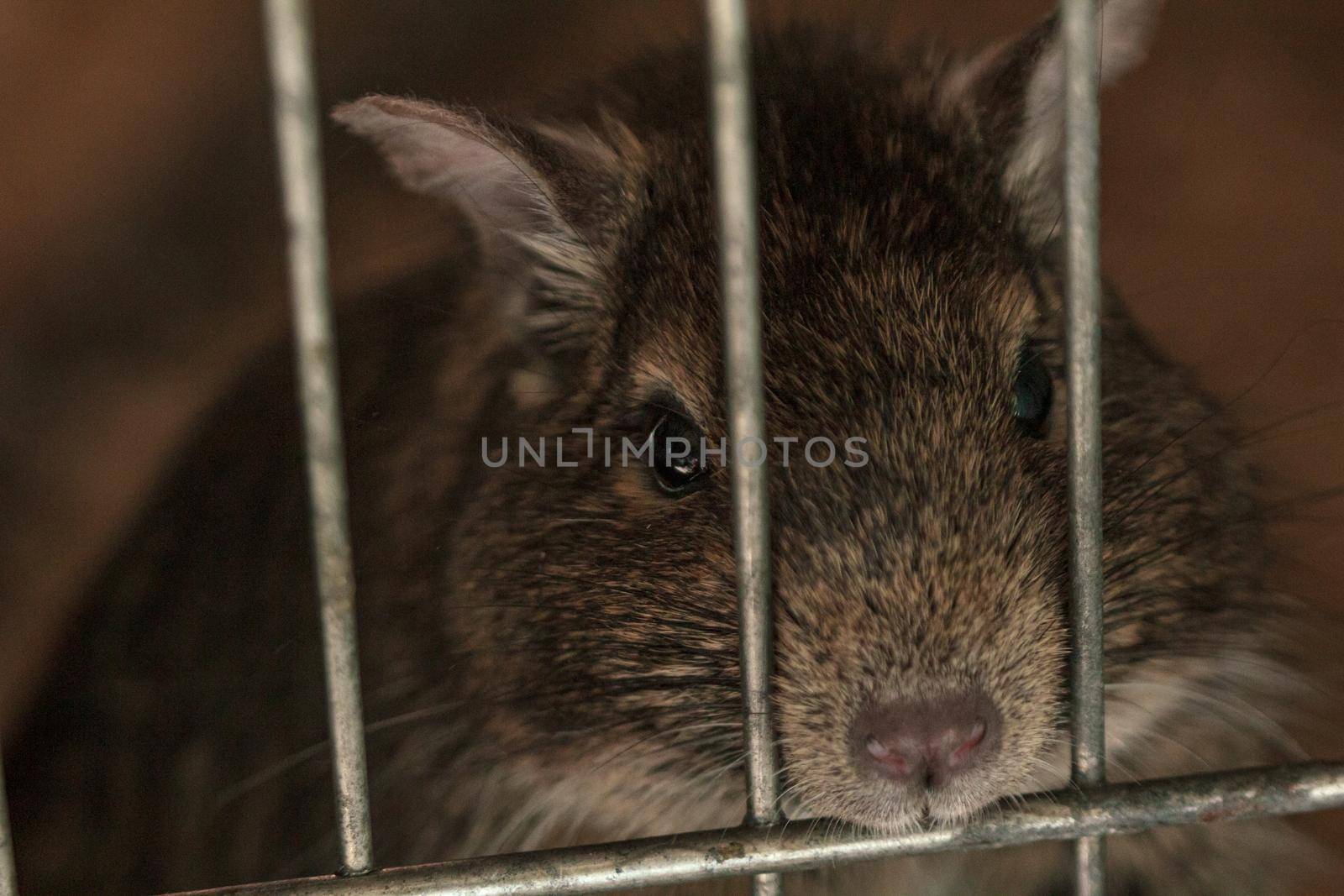 Small fluffy brown rat pet in cage