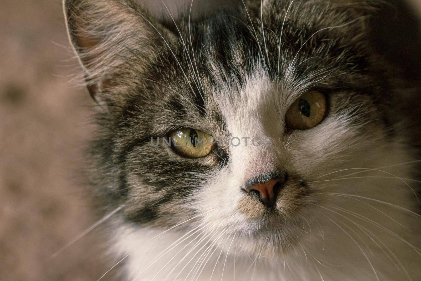 Mixed species fluffy cat portrait by scudrinja