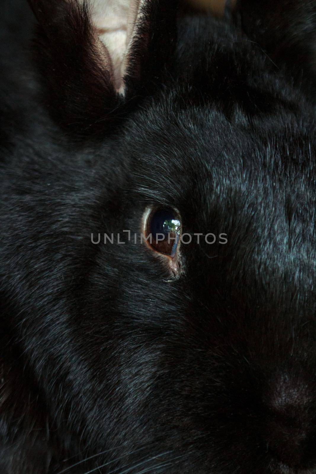 Fluffy farm black rabbit boy by scudrinja