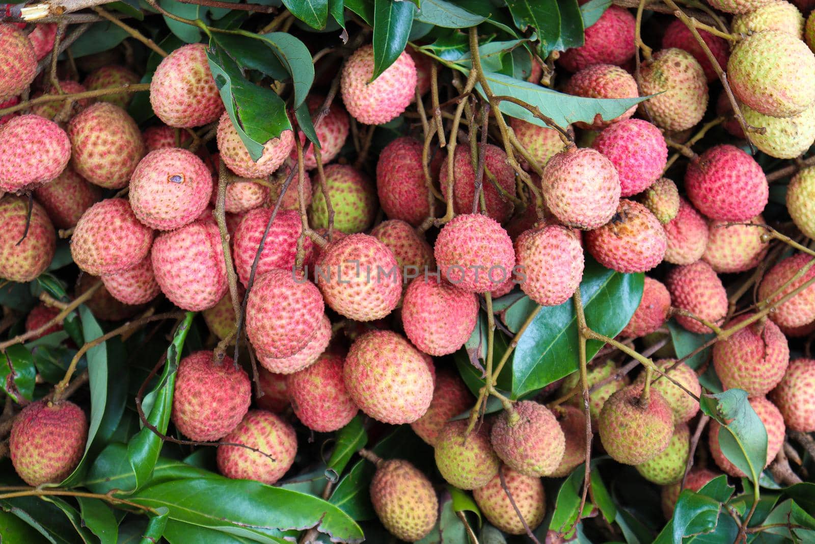 tasty and healthy litchi bunch in farm for harvest and sell