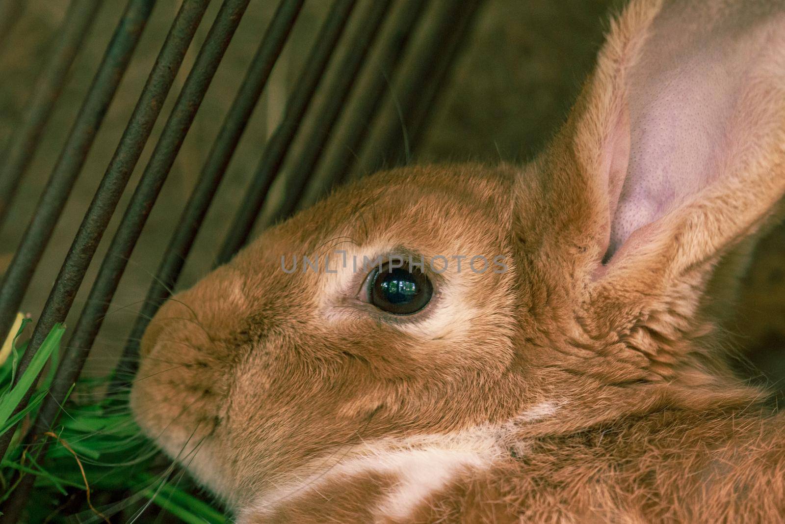 Fluffy farm animal rabbit in cage by scudrinja
