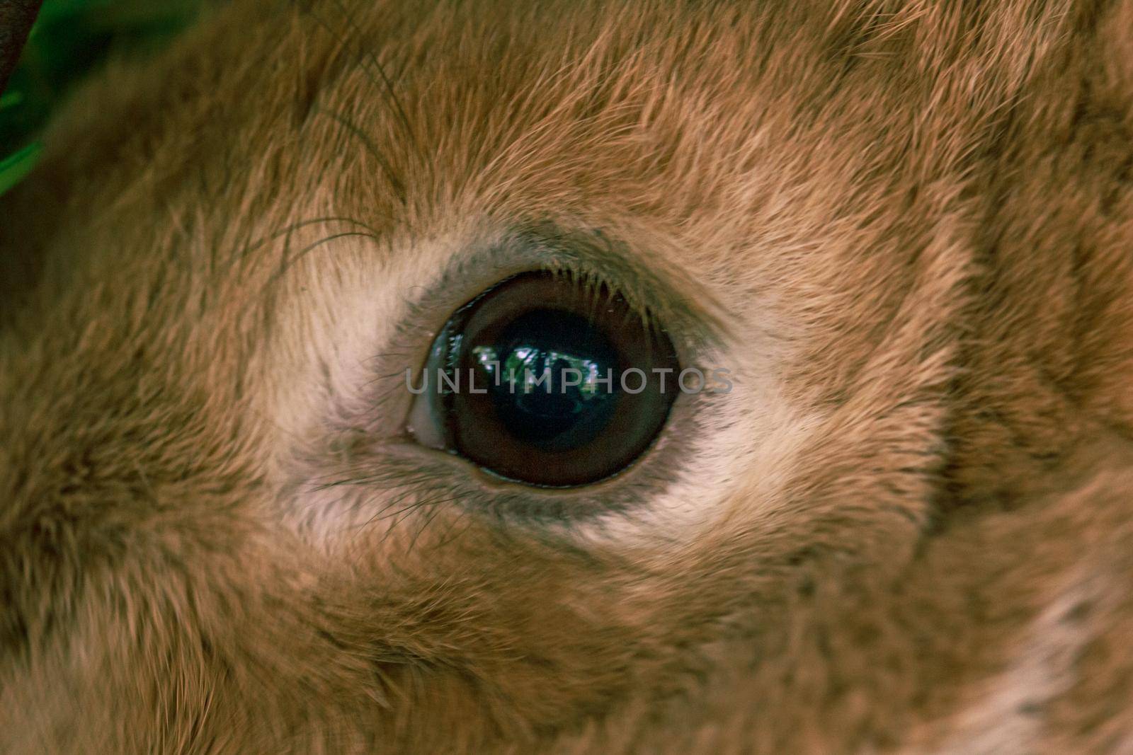 Fluffy farm animal rabbit eyes, adult mummy in cage