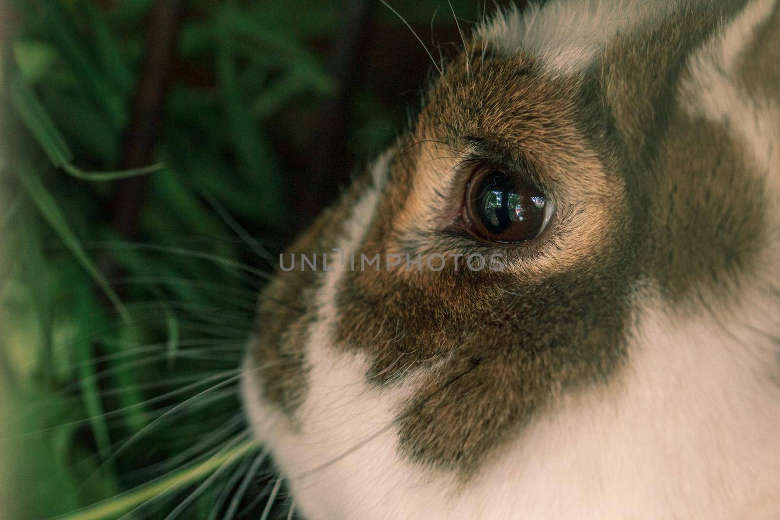 Fluffy farm animal brown color rabbit adult boy in cage