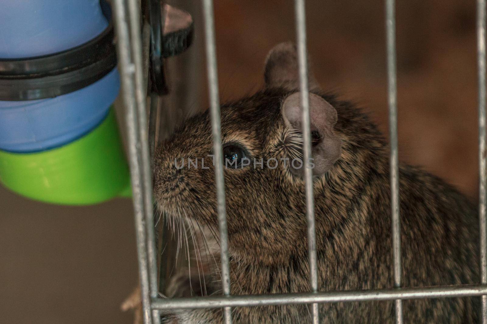 Small fluffy brown rat pet in cage by scudrinja