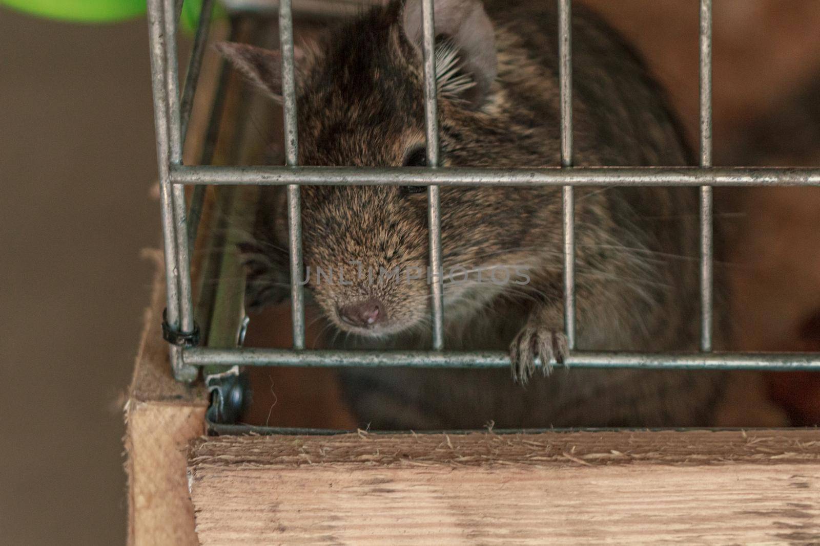 Small fluffy brown rat pet in cage drinking water