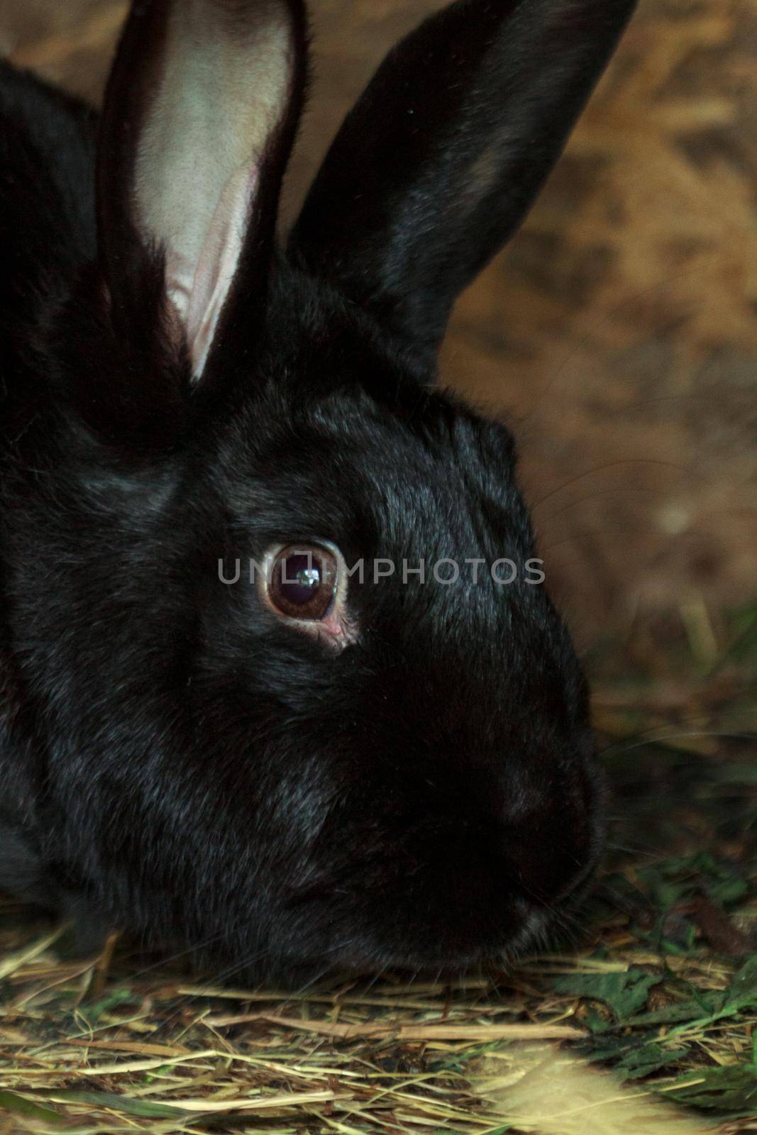 Fluffy farm animal black rabbit boy in cage