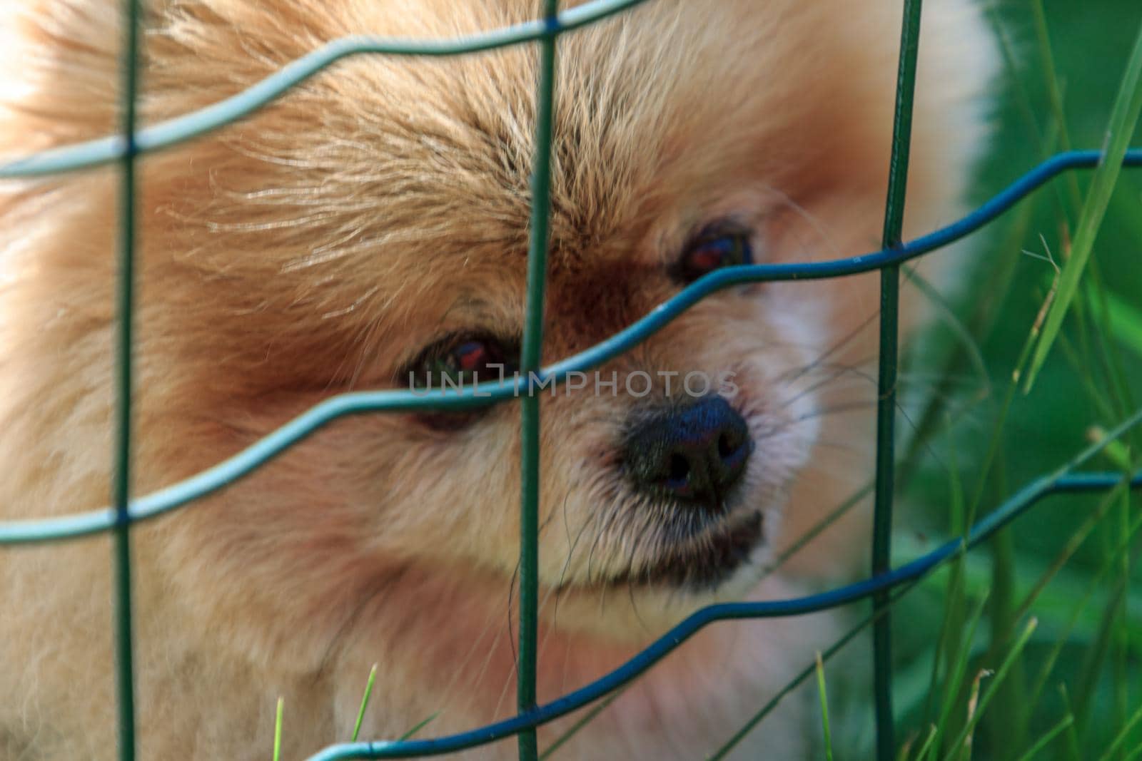 Fluffy orange wool small cute dog behind the fence