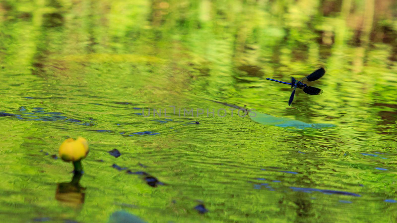 Blue dragonfly insect flying on water lilie by scudrinja