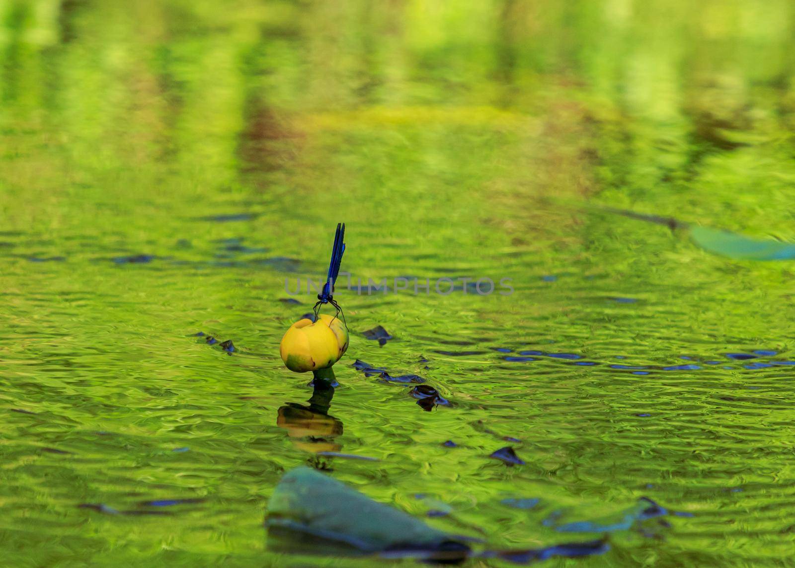 Blue dragonfly on yellow water lillie by scudrinja