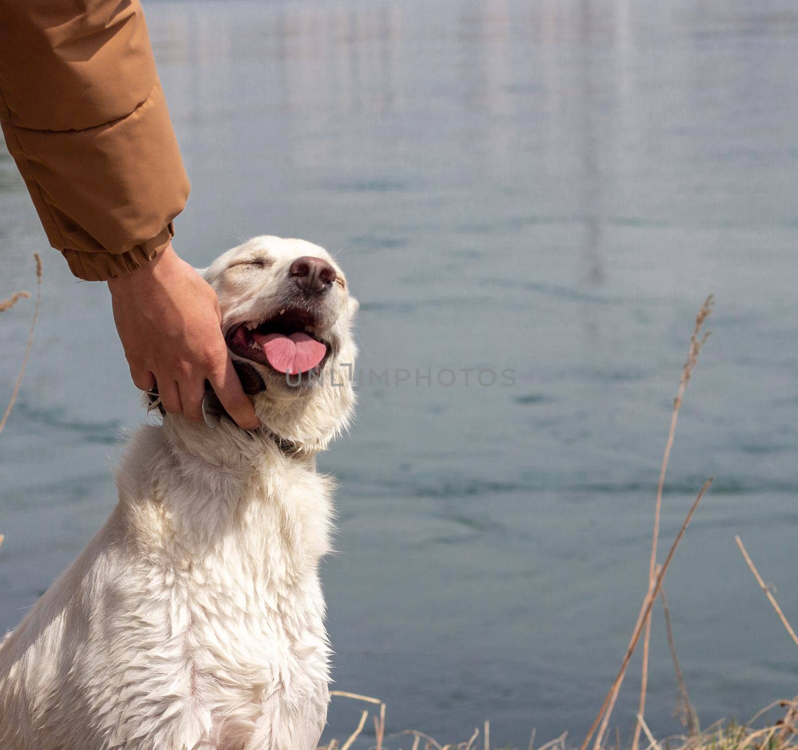 A man's hand is stroking a dog. Love for pets and friendship concept. Close up dog portrait.