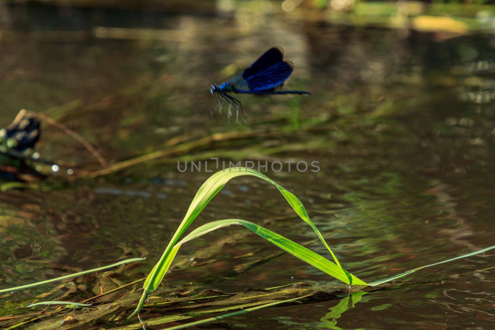 Beautiful water blue insect dragonfly flying on green river grass, out of focuss