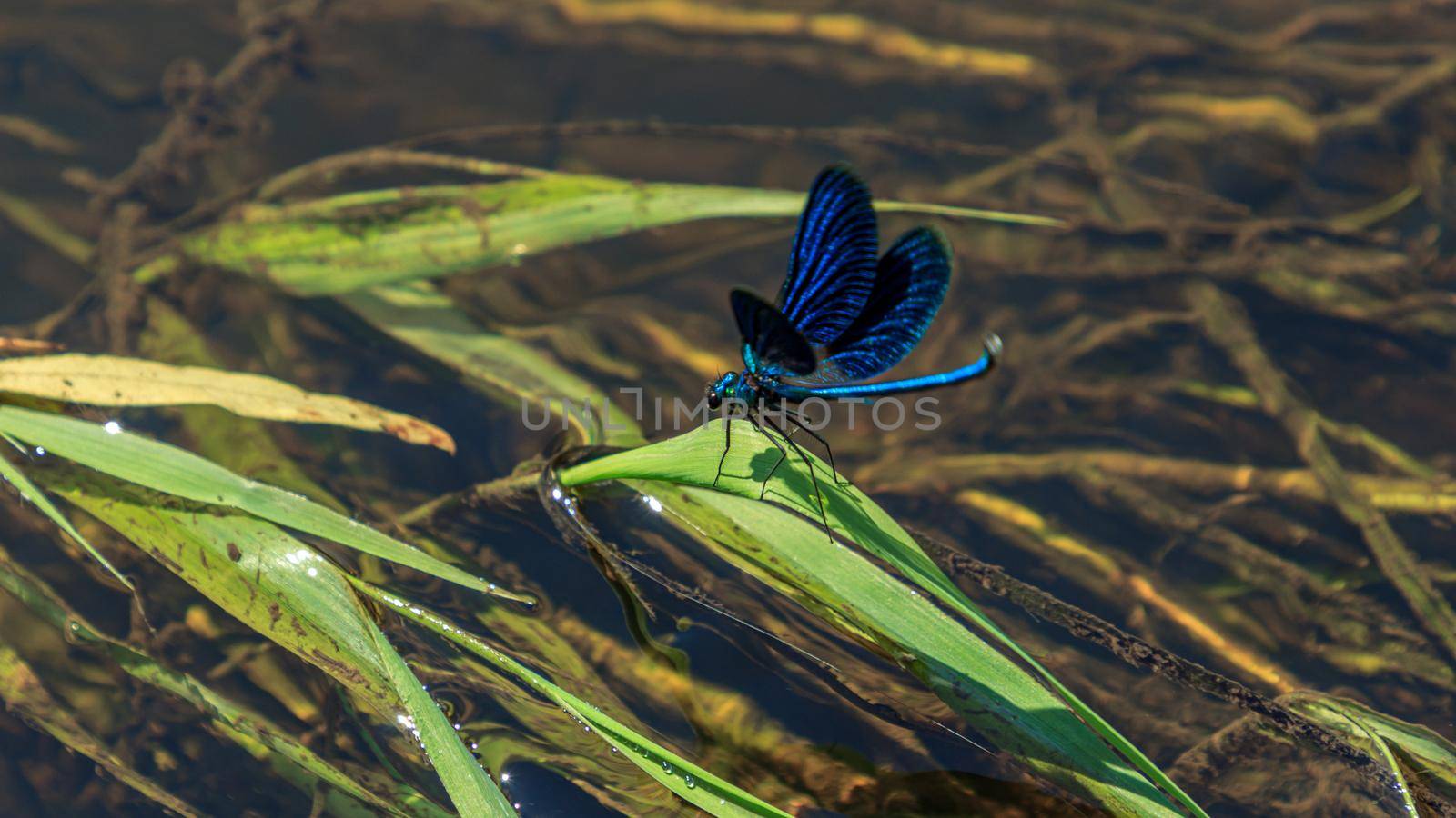 Blue color dragonfly river water beautiful insect with open wings