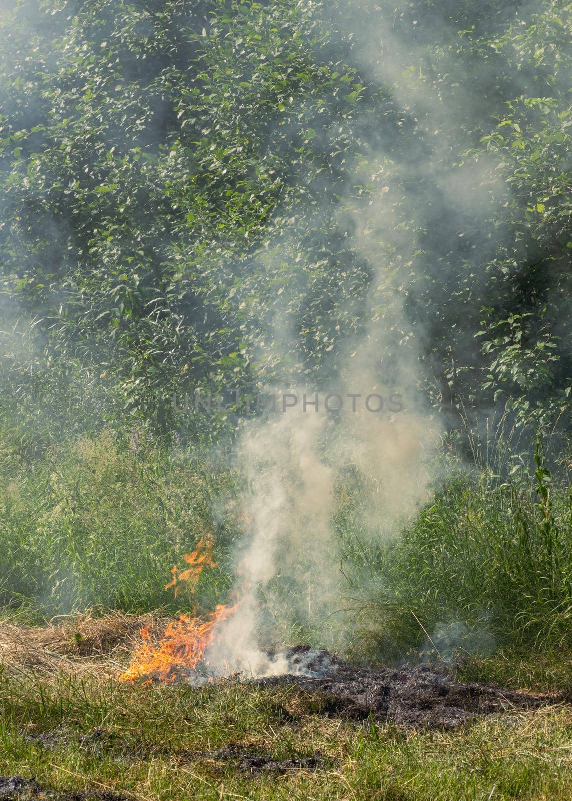 Fire on old green grass, burning the cost, dangerous for nature