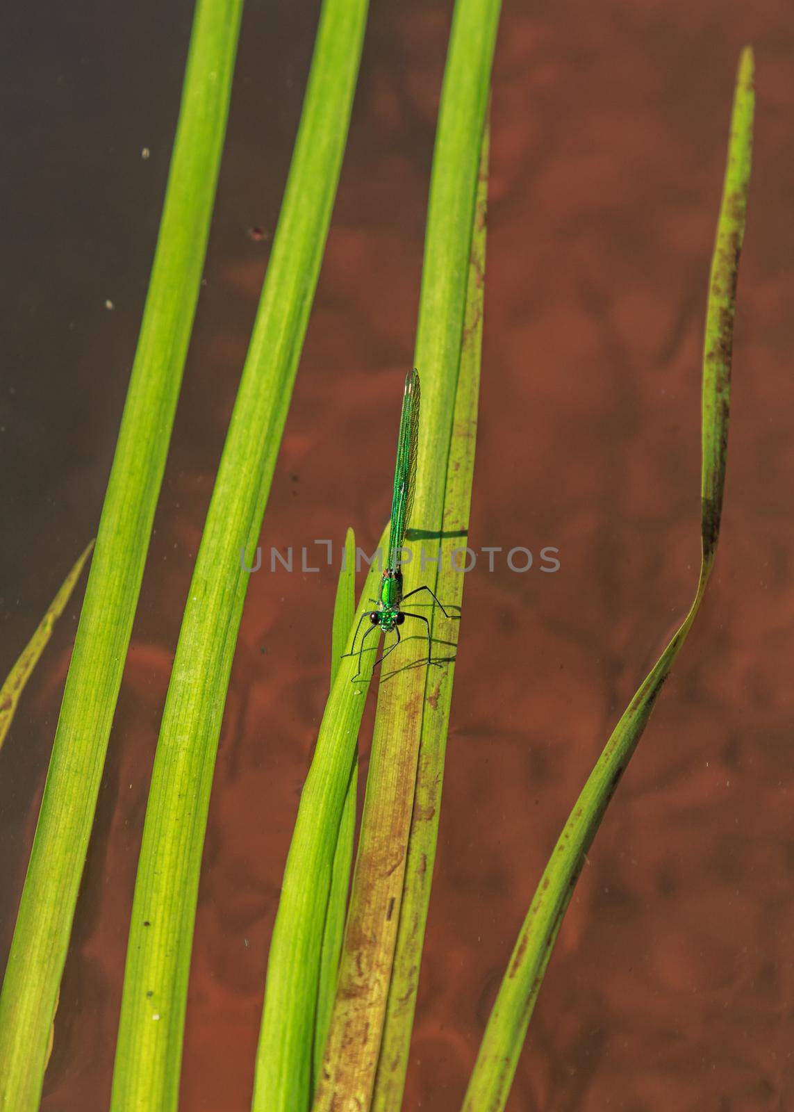 Green dragonfly sitting on washed river water tree