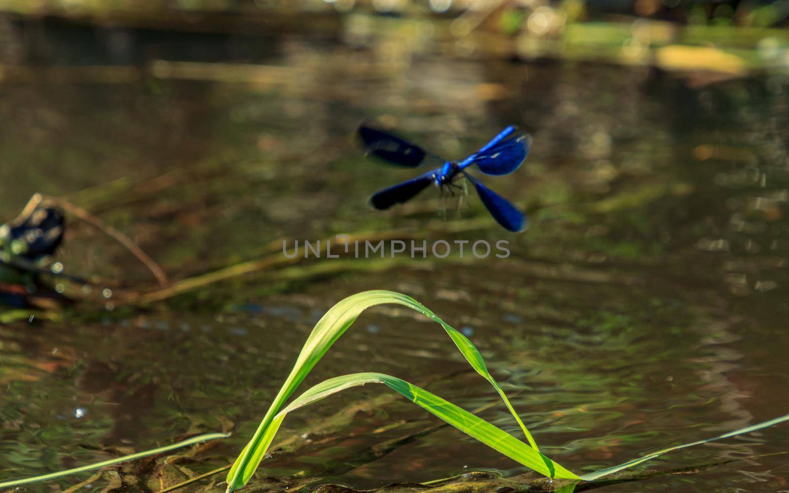 Blue dragonfly insect flying on grass by scudrinja