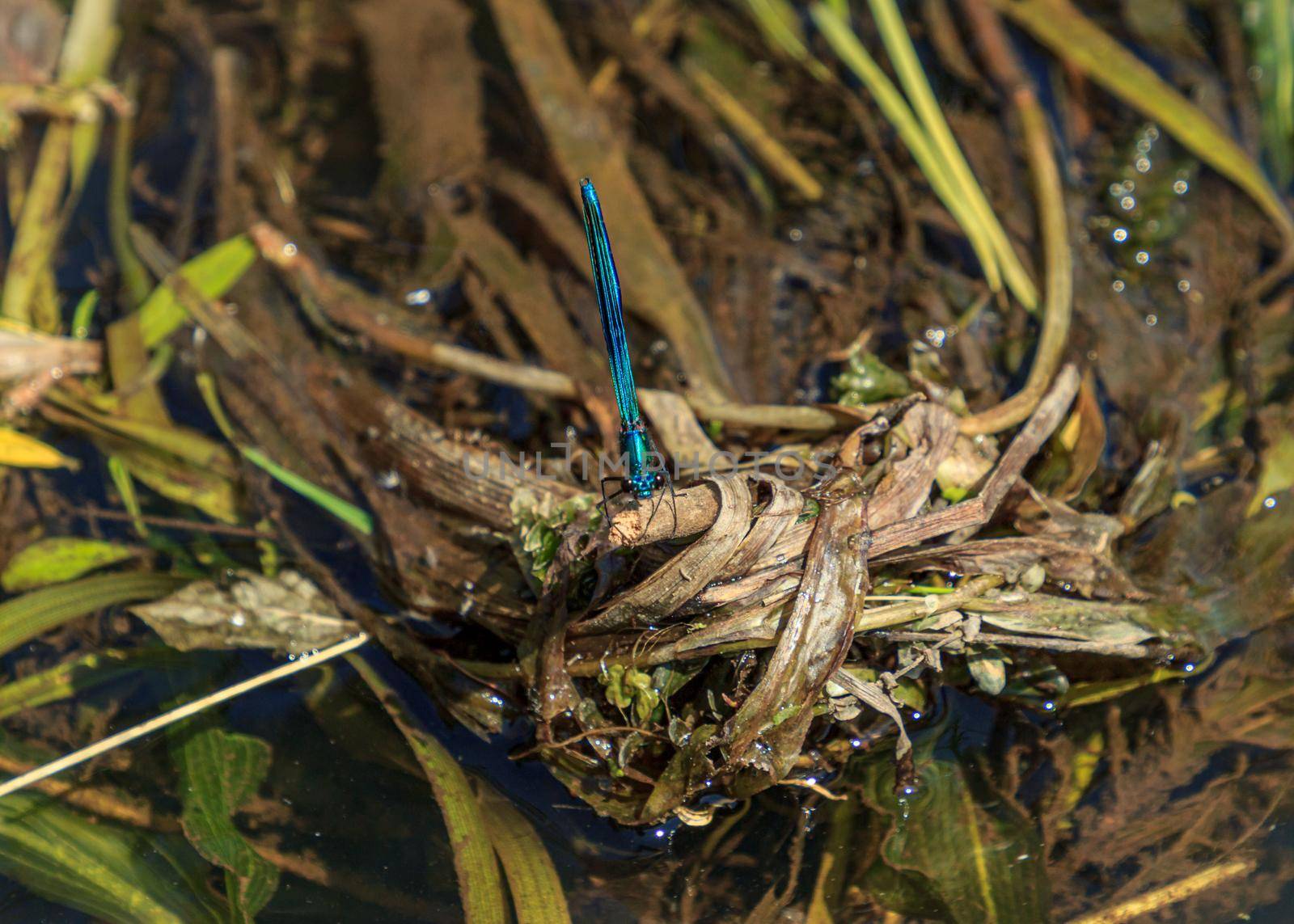 Blue color dragonfly river water beautiful insect looking in the eyes