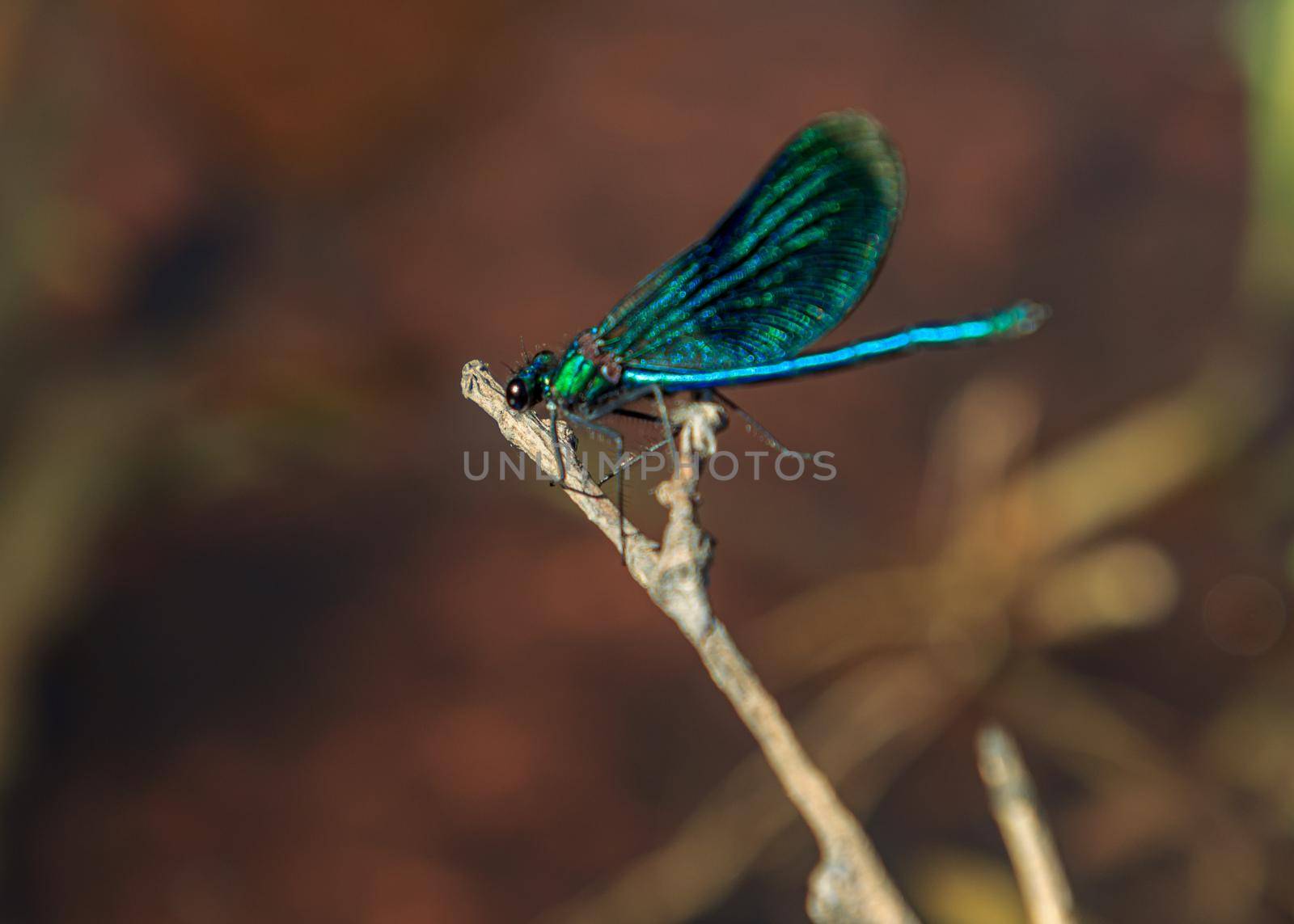 Blue dragonfly sitting on green river water grass