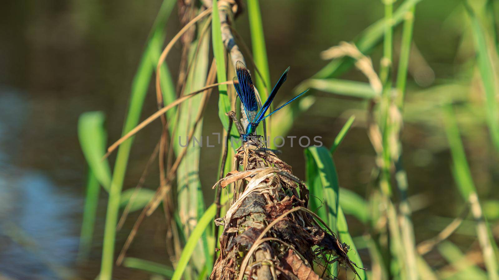 Blue dragonfly sitting on green river water grass with open wings