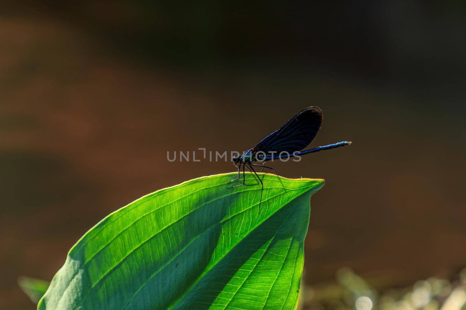 Blue dragonfly sitting on green river leaf