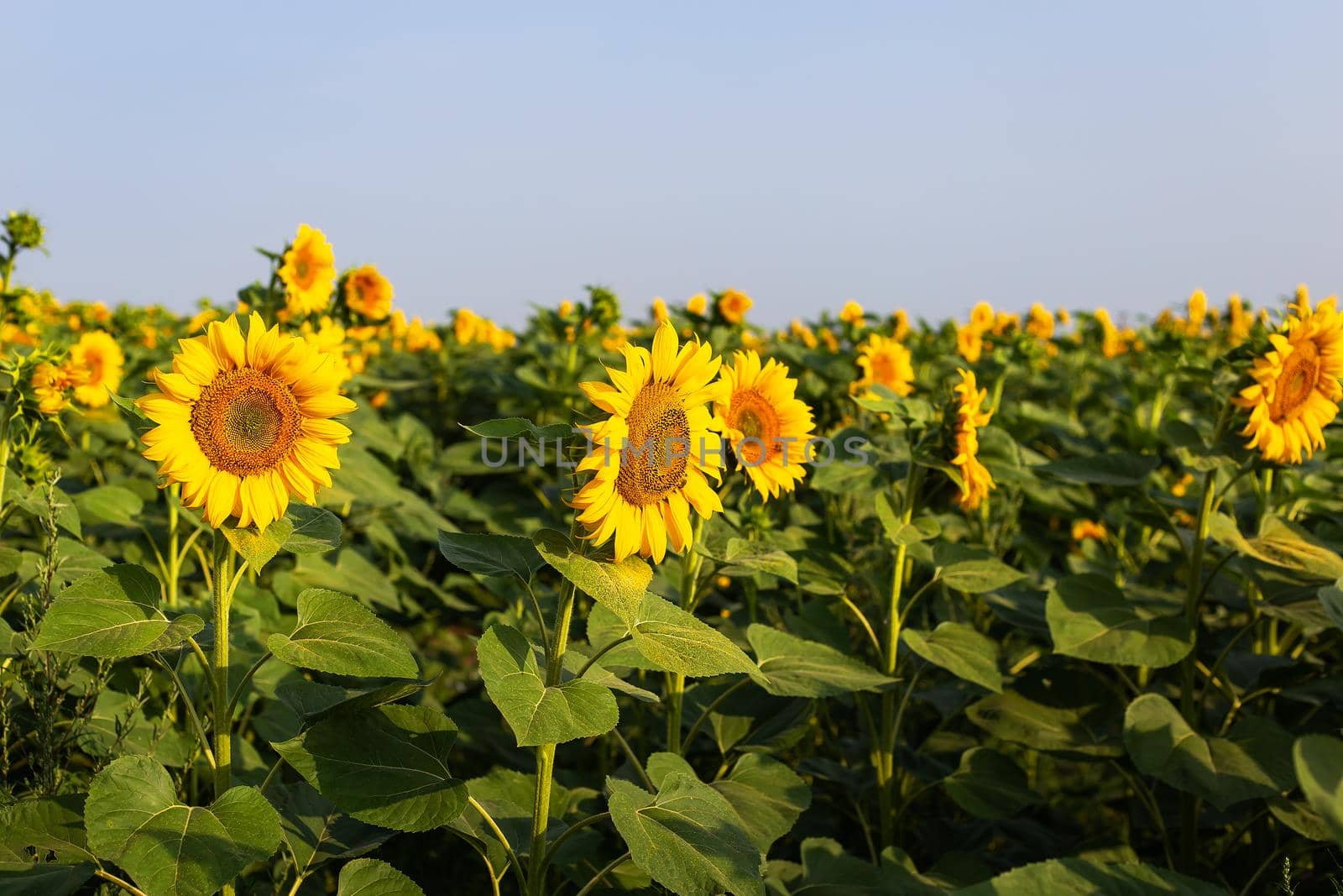 A beautiful field of blooming golden sunflowers against a blue sky. Harvest preparation, sunflower oil production