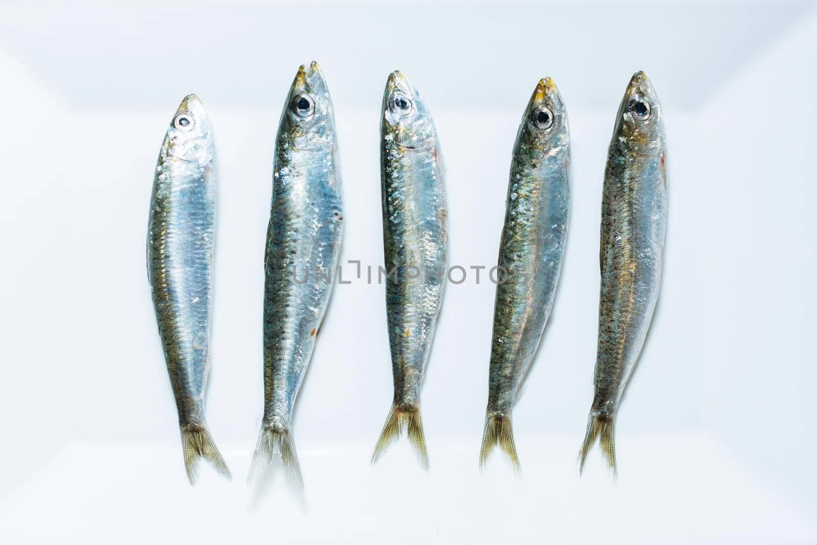 Venetian pilchard (Sardina Pilchardus), tipically fried or used for Sardines in Saor, a recipe with onions cooked in vinegar, raisins and pine nuts