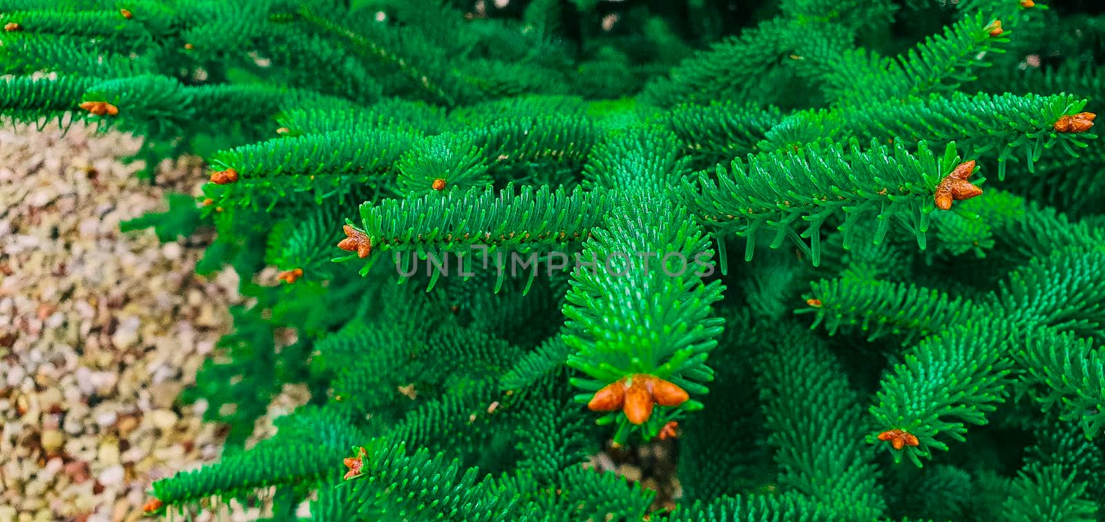 Selective shot of Spanish fir branches in the foreground