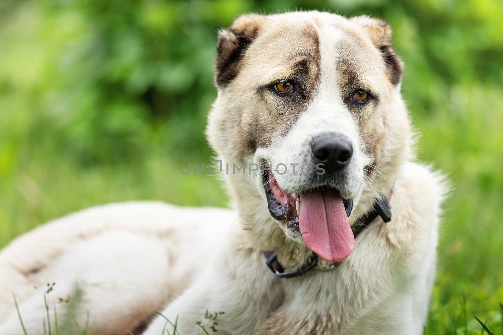 Friendly  Central Asian Shepherd dog profile portrait in the light green shining grass background