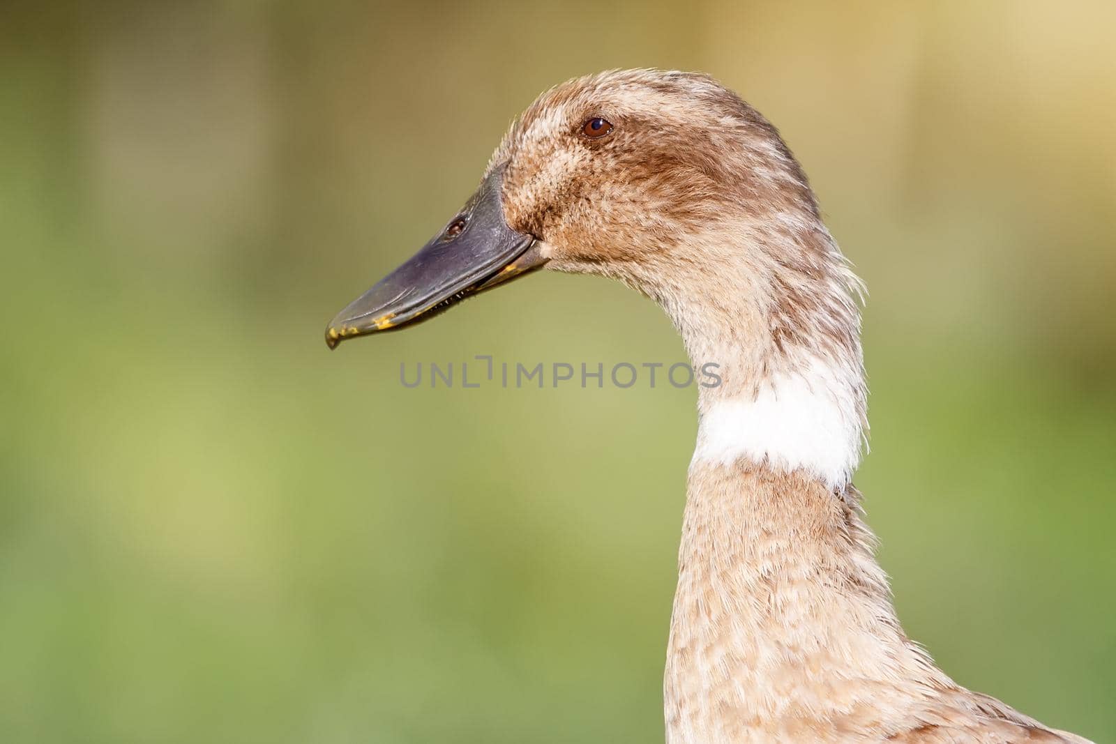 Close-up portrait of a brown duck head in profile. Beautiful blurred yellowish-green background, there is space for a note.