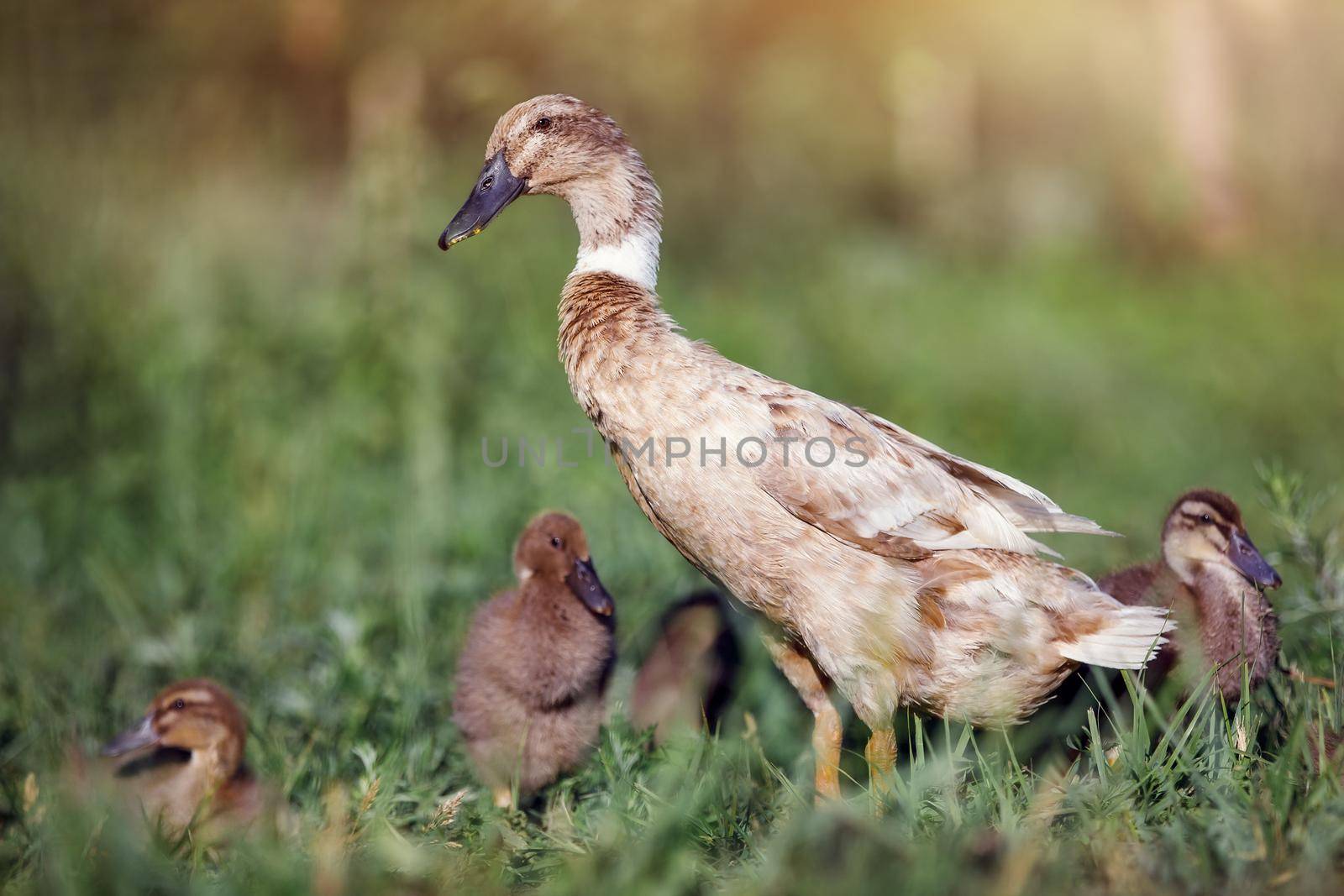 The mother duck takes care of her children. Free range poultry, green foliage background. Shallow depth of sharpness field