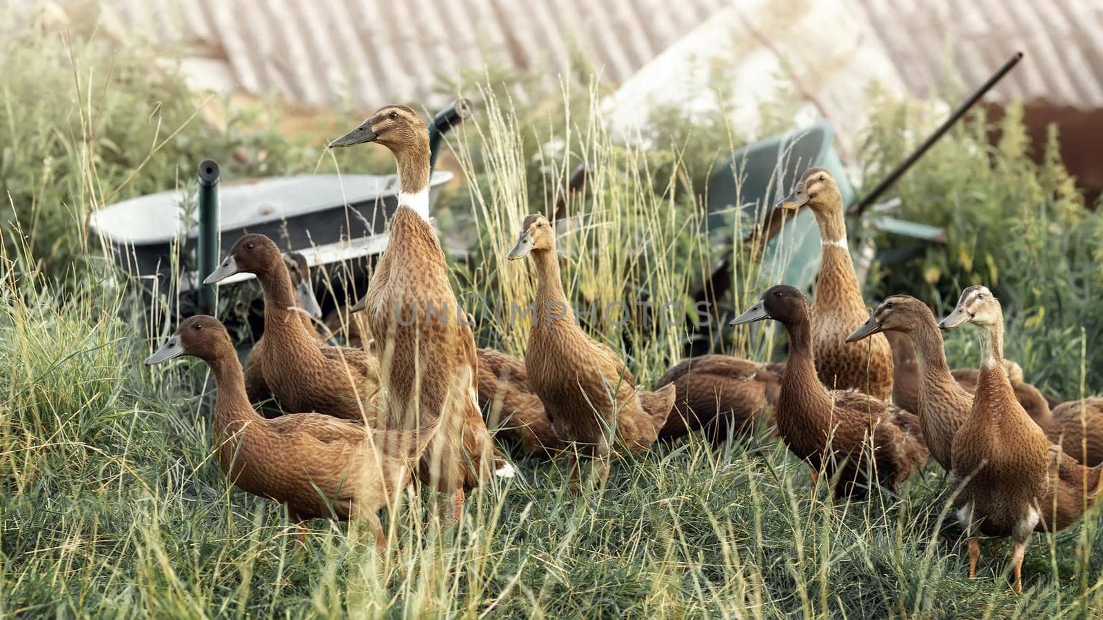 Indian runner ducks flock in front of farmhouse, two carts park in tall grass in background.