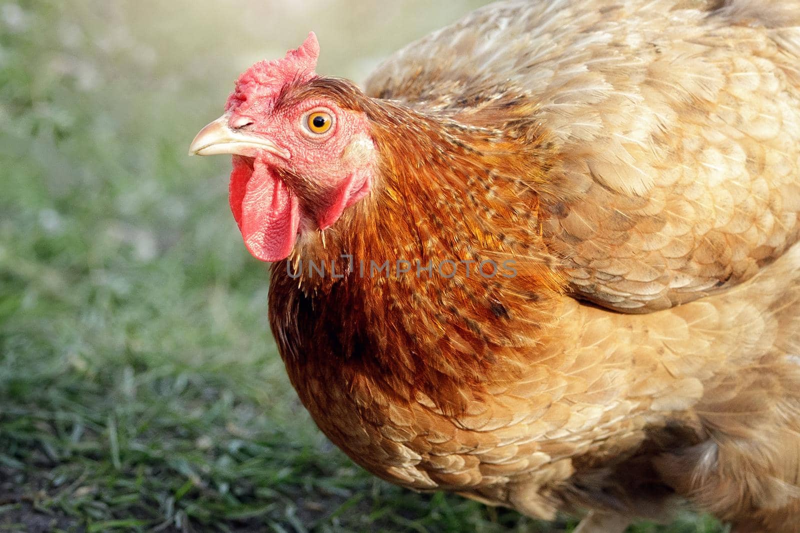 Close-up of an organically raised, free range hen, with grass in the background.