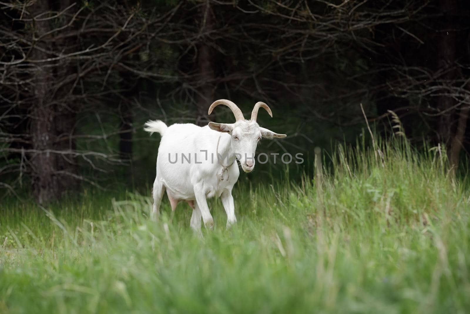 Young white goat is lost in the forest by Lincikas