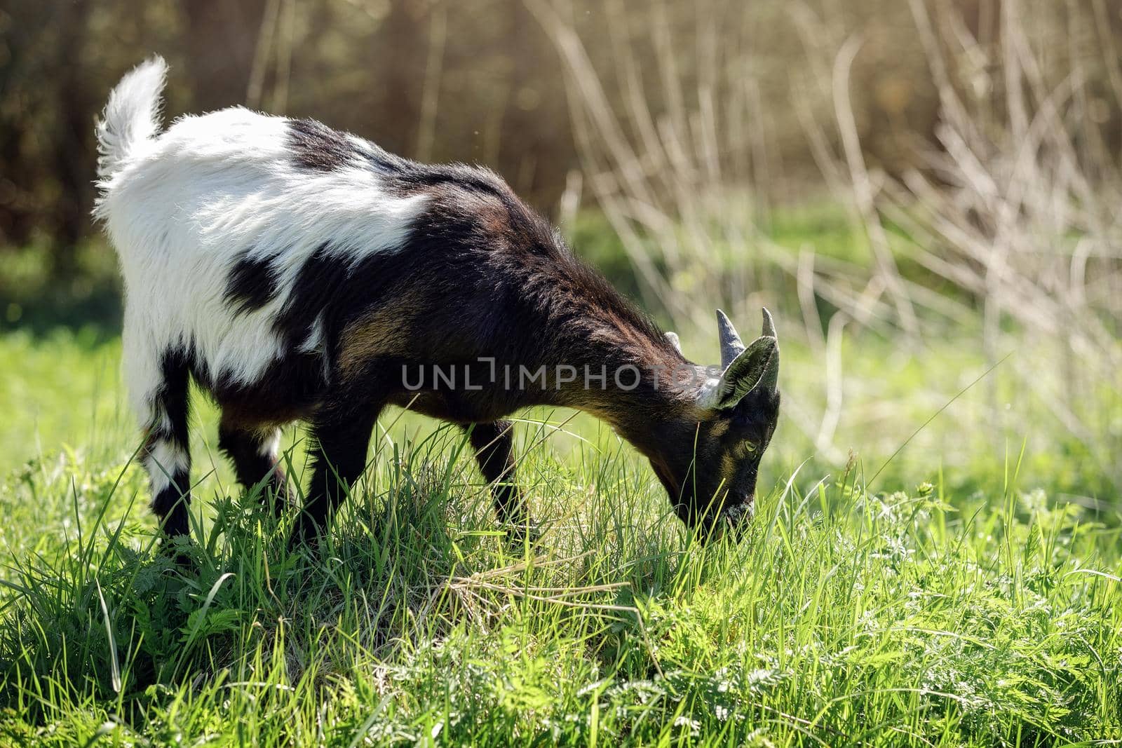 Young black-white goat grazes in the meadow by Lincikas