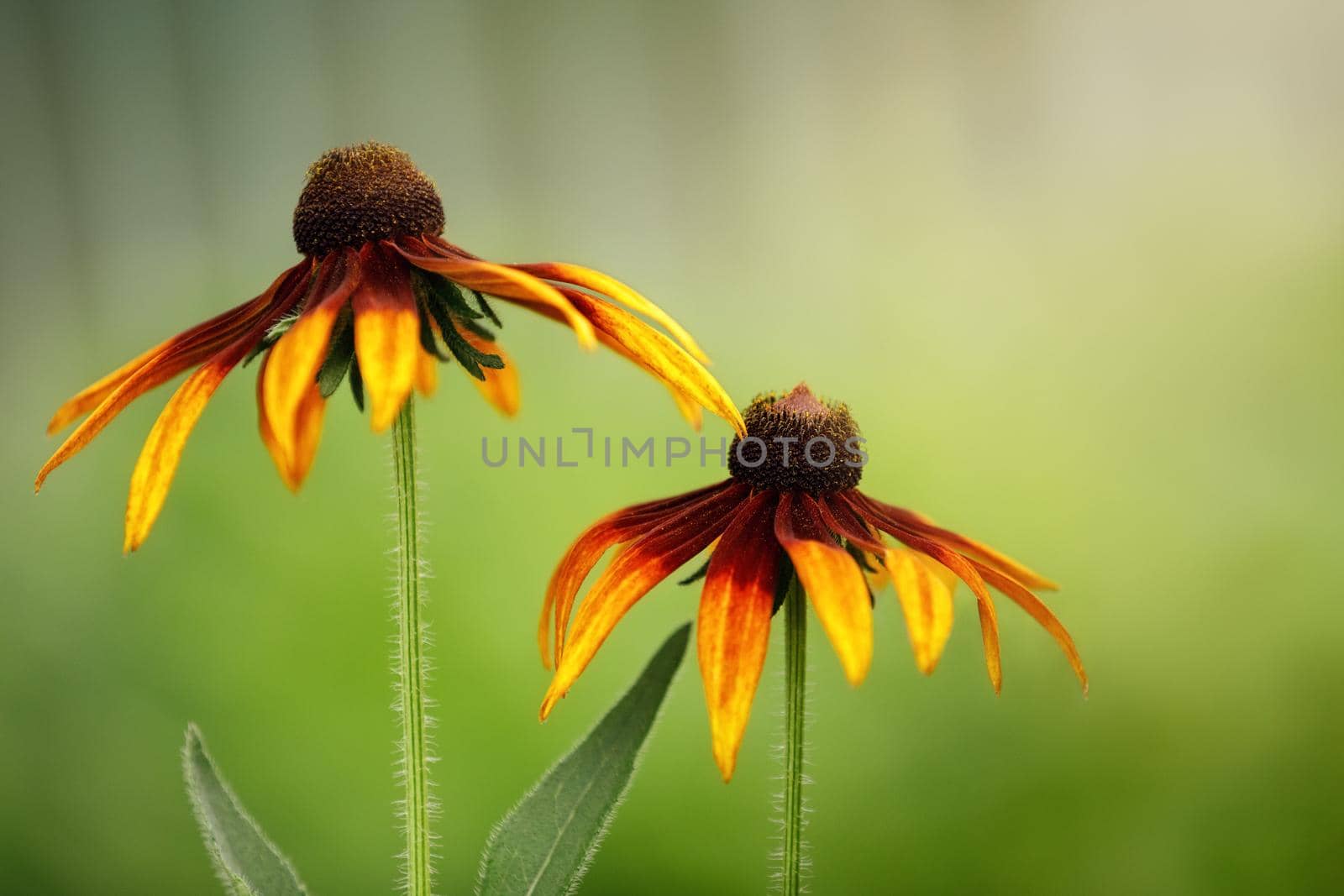 Rudbeckia flowers in the summer garden, closeup view. by Lincikas